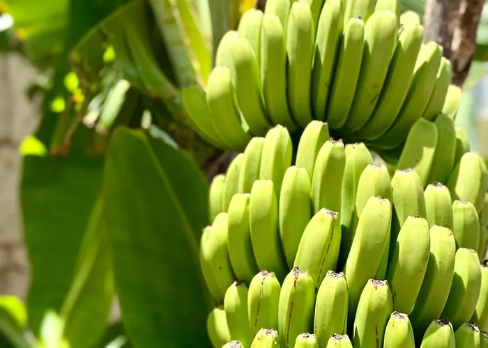 Cozy Seaside 107-9 In Orlando Costa Adeje (Tenerife)