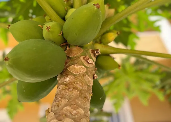 Cozy Seaside 107-9 In Orlando Lägenhet *