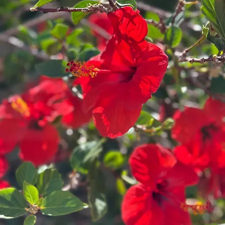 Cozy Seaside 107-9 In Orlando דירה