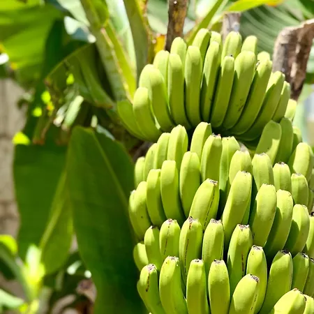 Cozy Seaside 107-9 In Orlando אדחה