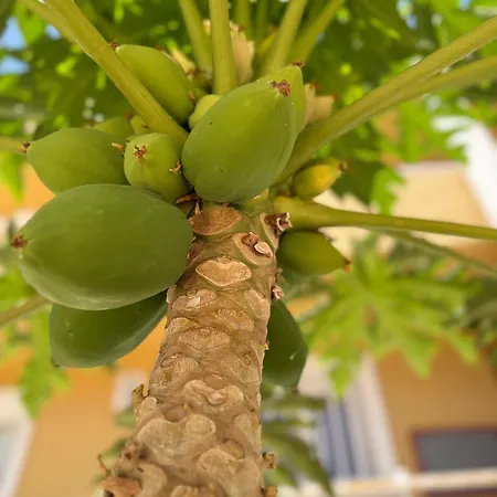 Cozy Seaside 107-9 In Orlando דירה *