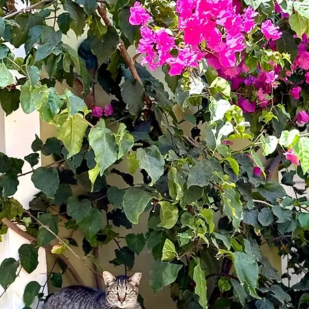 Cozy Seaside 107-9 In Orlando *